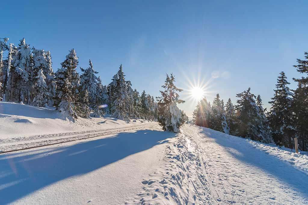Ein schneebedeckter Wald an einem sonnigen Tag.