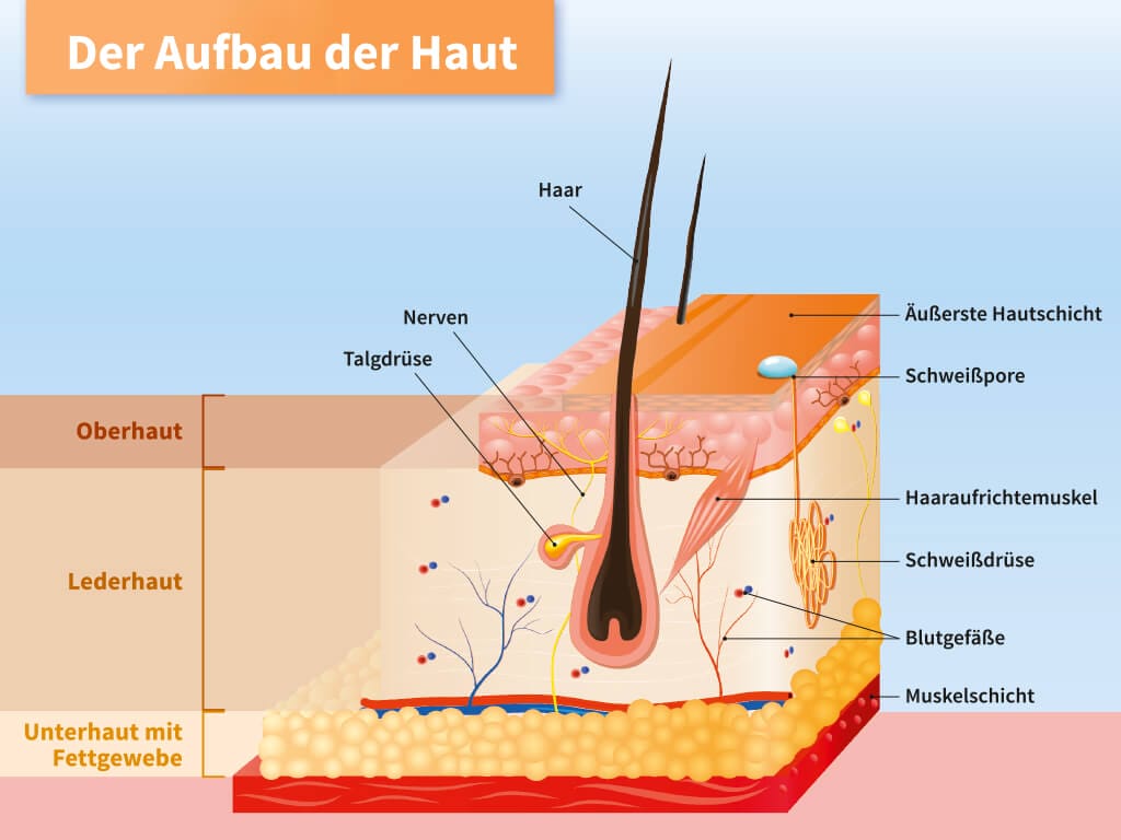 Parkour Magazin Der Aufbau Der Haut