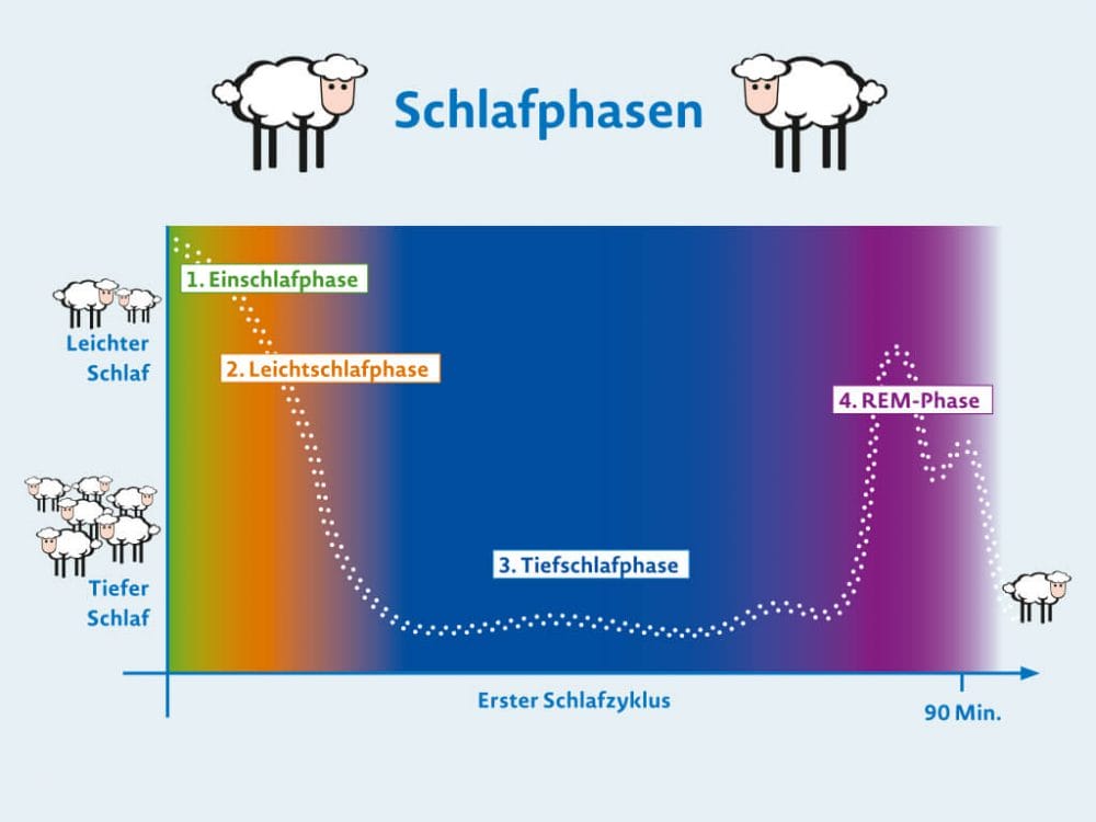 Schlafphasen