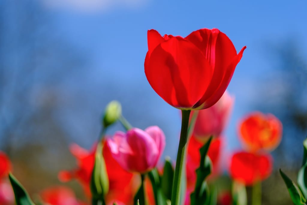 Rote Tulpe
