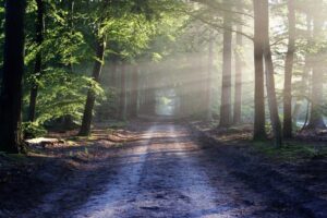 Spaziergang im Wald