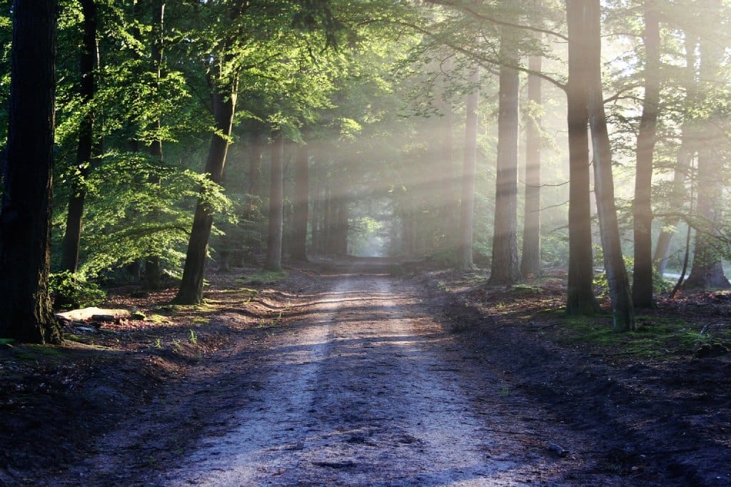 Spaziergang im Wald