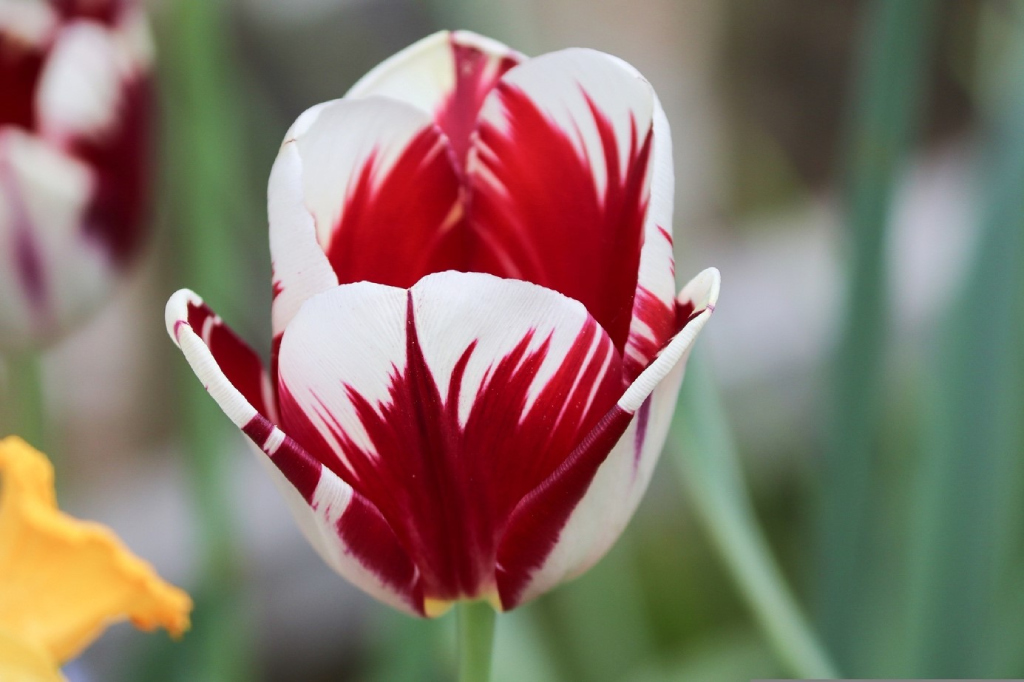 Eine Tulpe als Symbol für den Weltparkinsontag