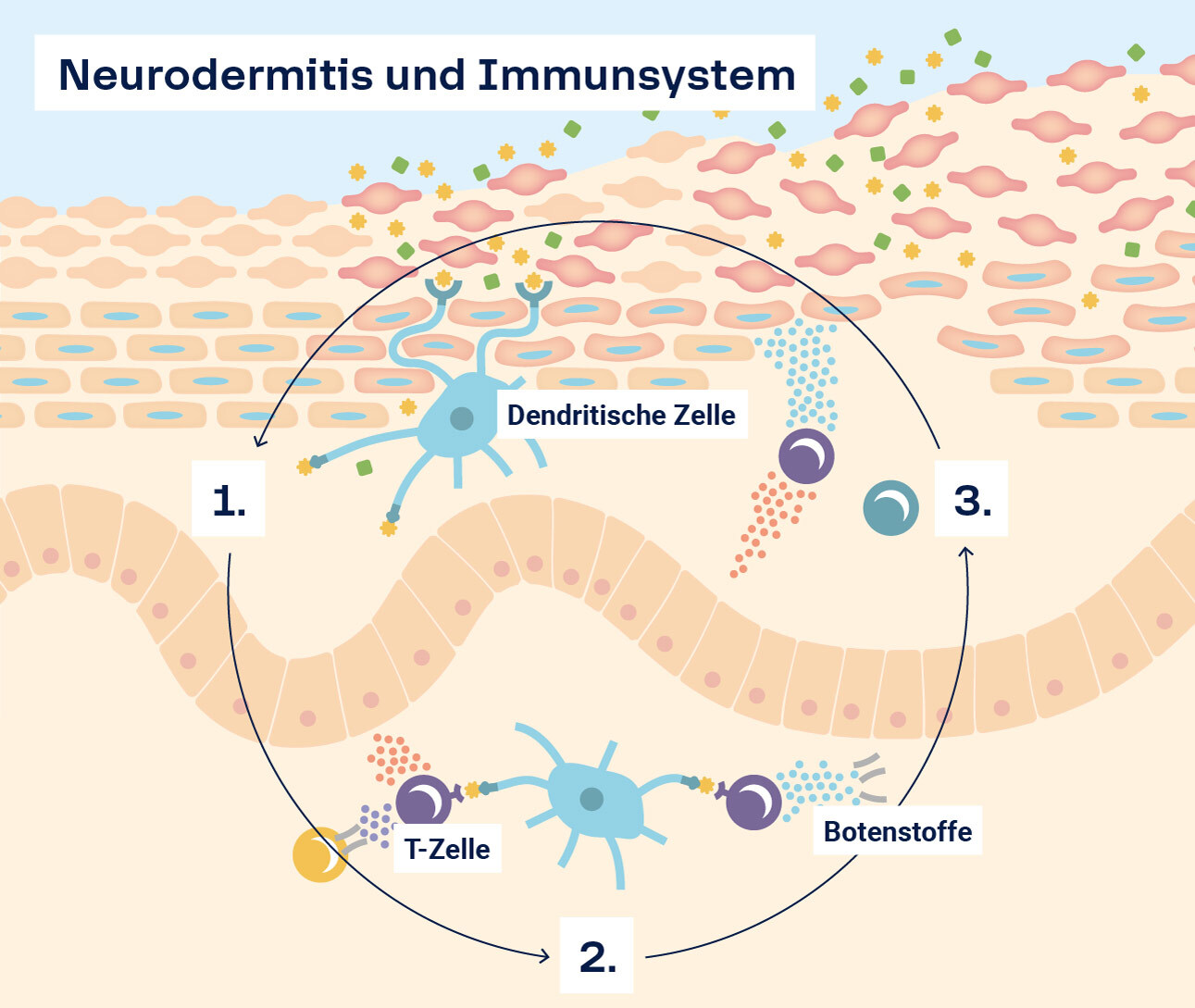 Neurodermitis und das Immunsystem