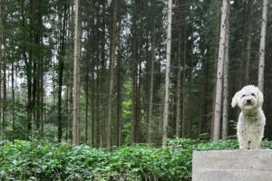 Ein kleiner, weißer Hund steht auf einem Betonblock im Wald, umgeben von grünen Pflanzen und Bäumen im Hintergrund.