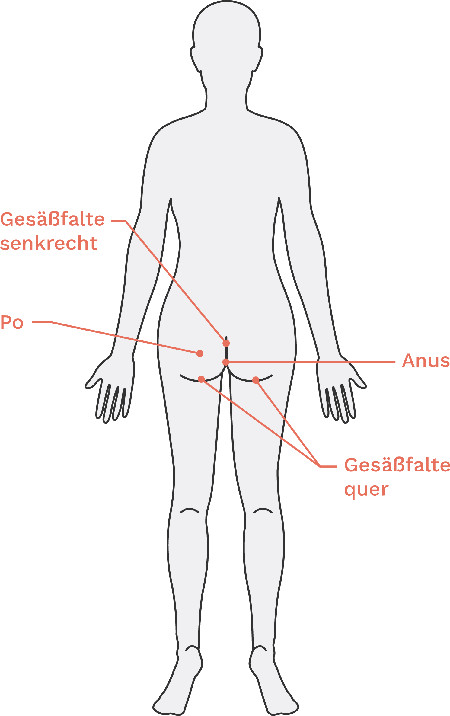 Illustration des weiblichen Oberkörpers von hinten
