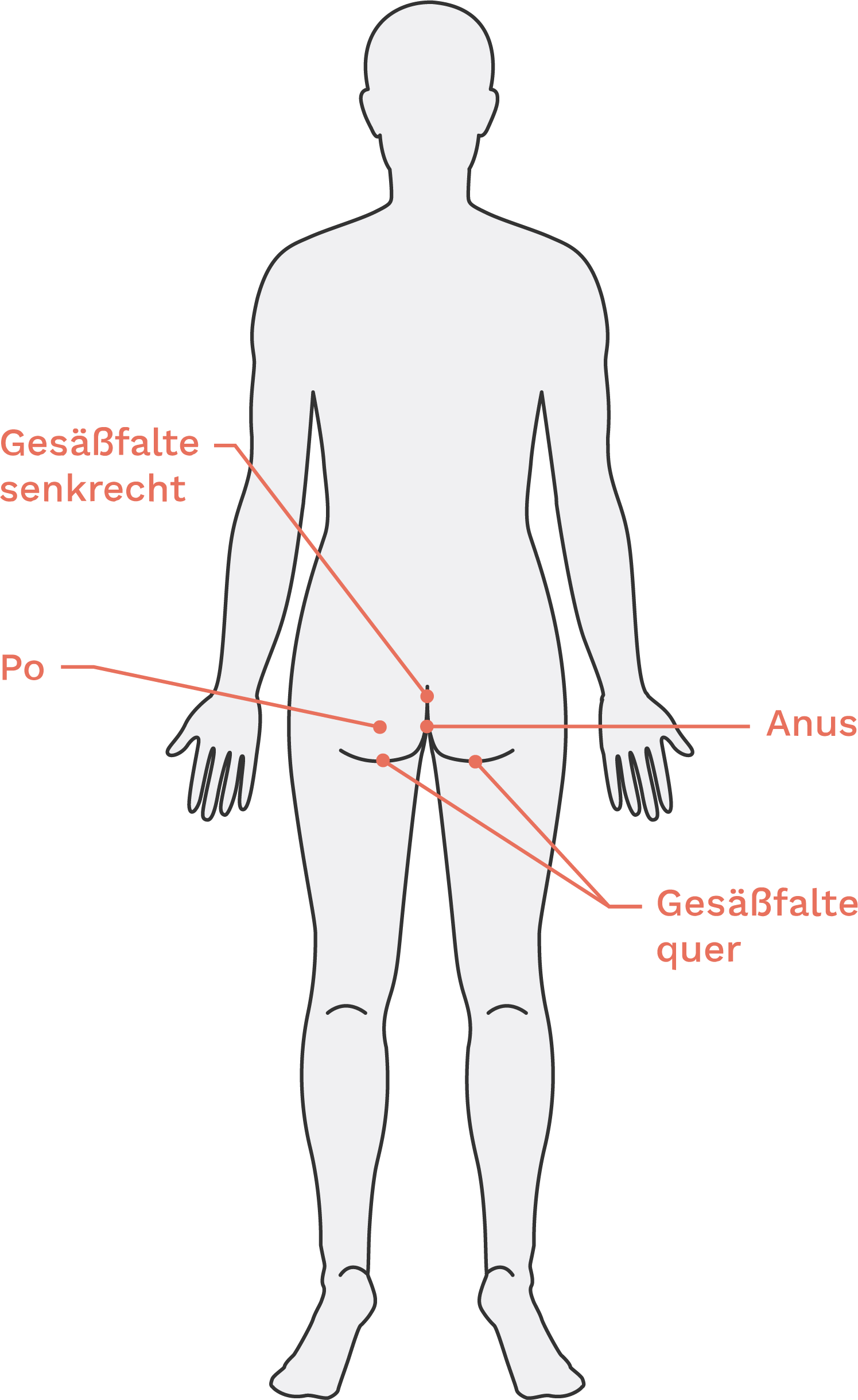Illustration des männlichen Oberkörpers von hinten
