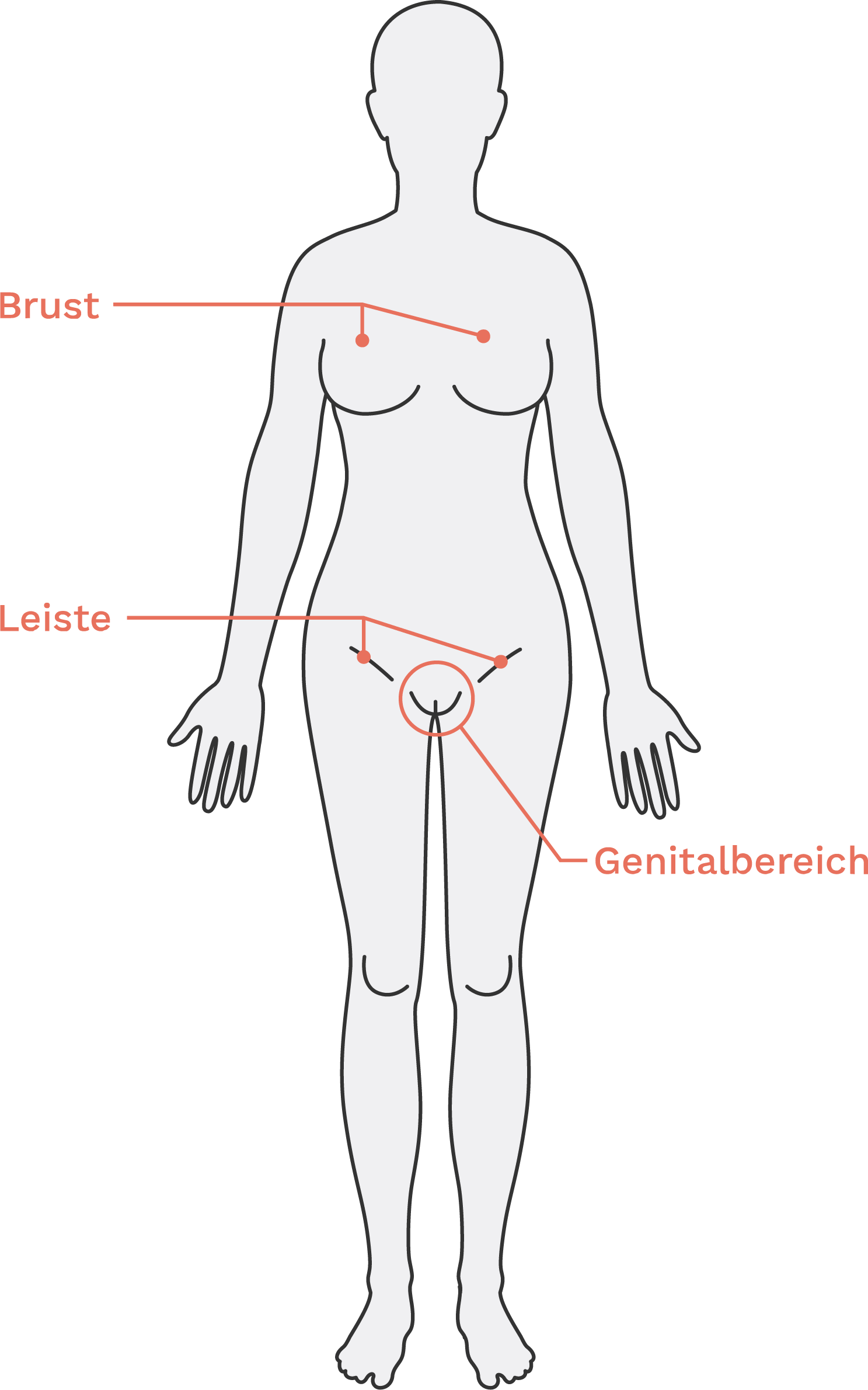 Illustration des weiblichen Oberkörpers von vorne