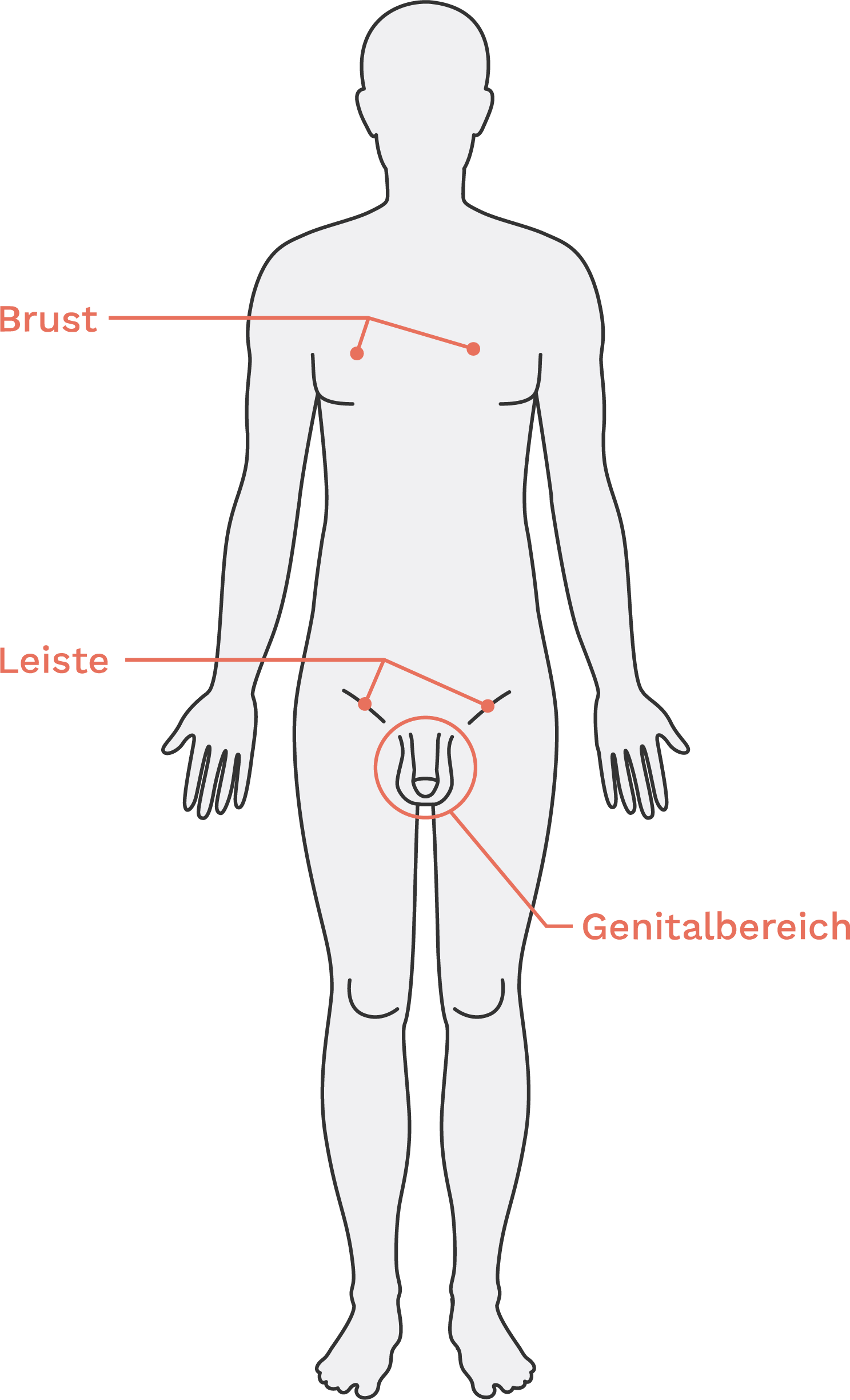 Illustration des männlichen Oberkörpers von vorne