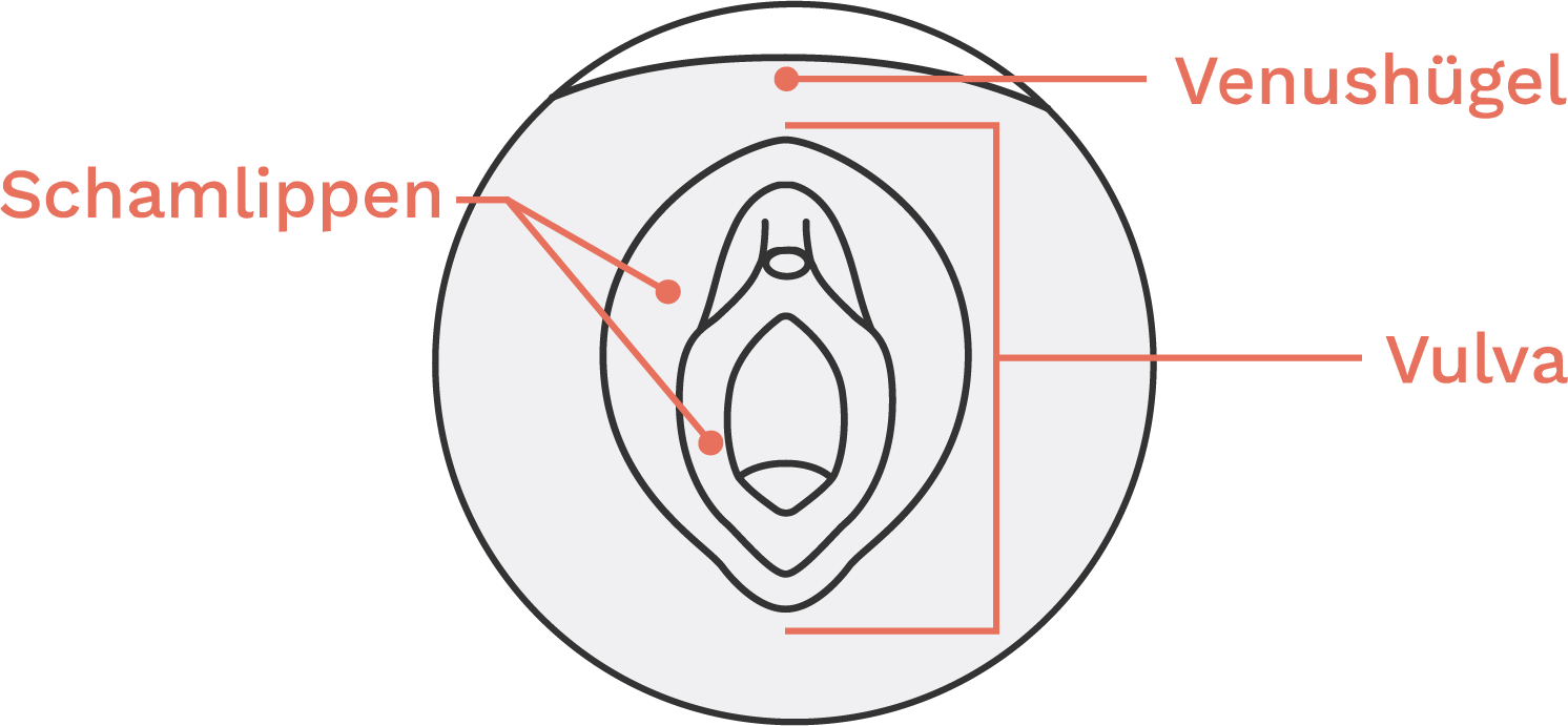 Illustration der weiblichen Geschlechtsorgane